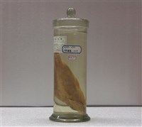 藏品(青嘴龍占)的圖片